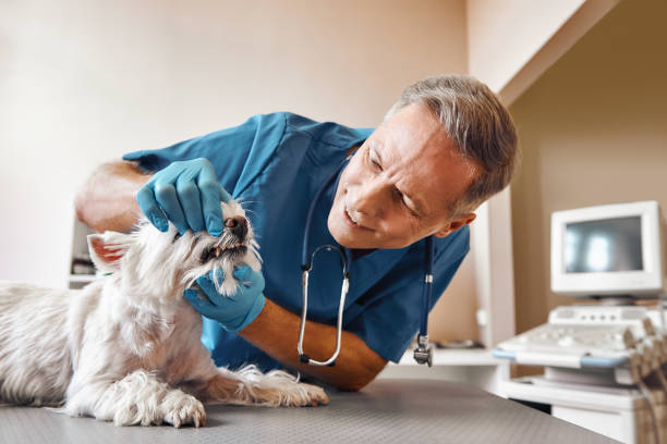 Best Emergency Dental Surgery in Park City, TN